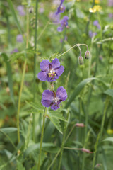 Geranium phaeum