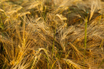 Field of wheat in sunny day.