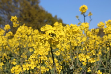 Gelbe Raps Felder, Blüten mit blauem Himmel im Fruehling