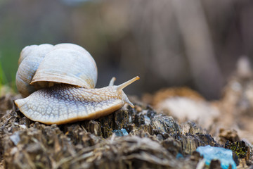 snail in the  forest. Soft focus photo 