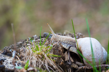 snail in the  forest. Soft focus photo 