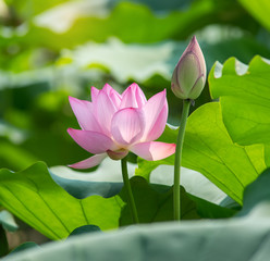 Obraz premium blooming lotus flower