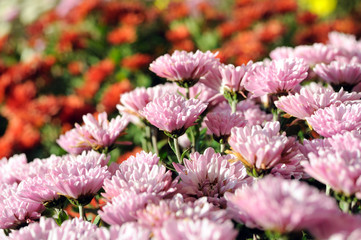 close-up of pink chrysanthemum flowers at the foreground in the flowerbed, selective focus