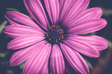Obraz premium purple cape marguerite flower, dimorphotheca ecklonis
