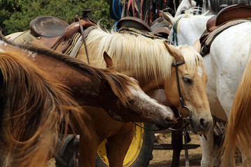 Two beautiful saddled horses