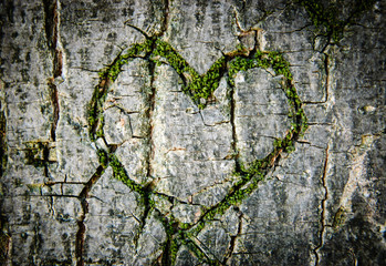 Moss-grown heart on cracked tree bark. Symbol of true love -  in sickness and in health, in good times and in bad, and in joy as well as in sorrow. Shadowed angles.