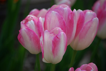 Tulipes rose et blanc au printemps au jardin