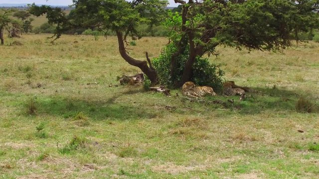 cheetahs lying under tree in savanna at africa