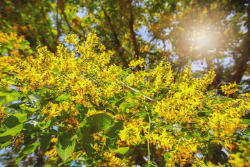 Yellow flowers with little bees