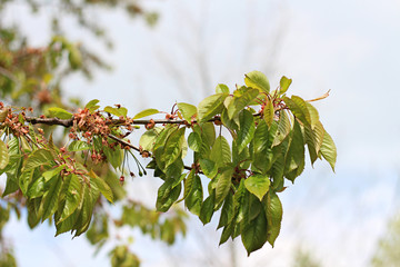 blooming cherry tree at spring