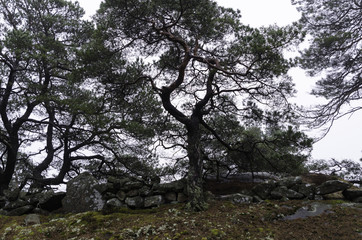 a pine tree with many crooked branches