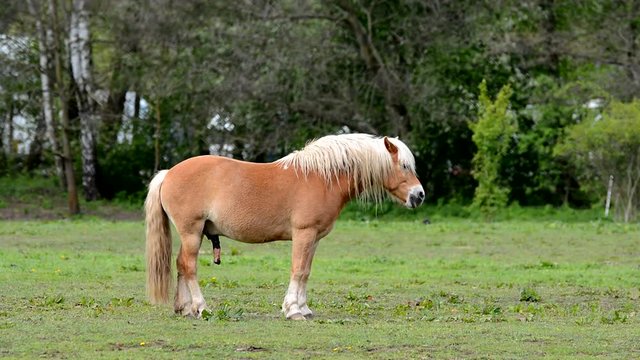 Horny horse.