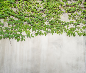 ivy leaves isolated on a white background