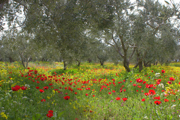 The spring garden. Olive trees.