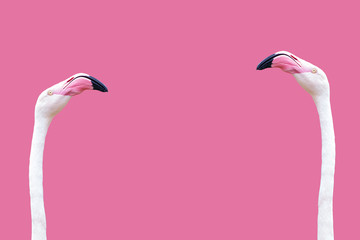 een flamingo hoofd