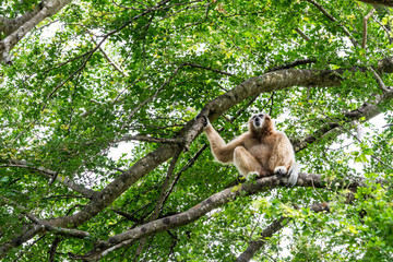 Naklejka premium Northern white cheeked gibbon