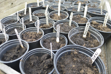 Rows of pots containing recently planted pumpkins and fennels.