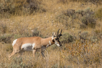 Pronghorn Antelope Buck in Rut