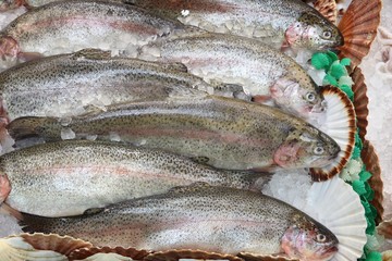 Rainbow trout fish in UK store