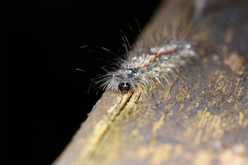 Macro of orange dotted hairy caterpillar (lymantria dispar)