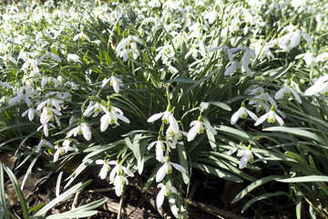 A whole bunch of snowdrops in a field viewed from a down angle.