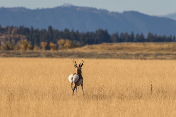 Pronghorn Antelope Buck in Rut