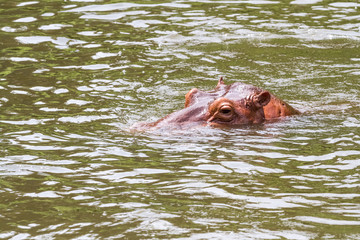 Fototapeta premium An dangerous hippopotamus