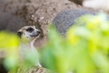 An looking meerkat