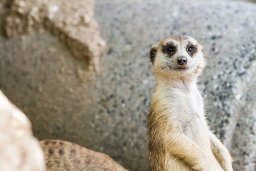 An looking meerkat