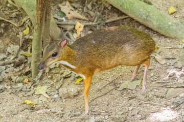 Naklejka na ściany i meble Lesser mouse deer