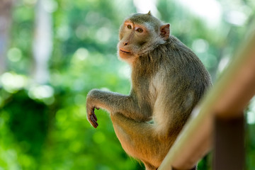 Monkeys of Thailand