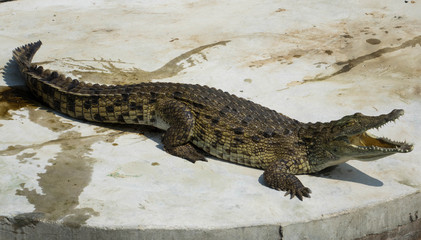 Crocodile saltwater Thailand.