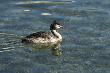 Great Crested Grebe