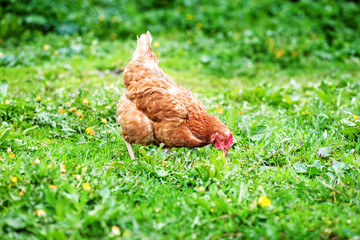 Chicken walking on the lawn. Concept bird farm.