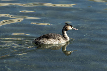 Great Crested grebe