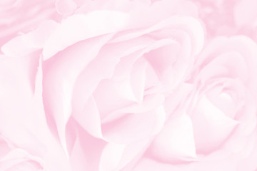 Soft focus of roses flower on sweet pink color