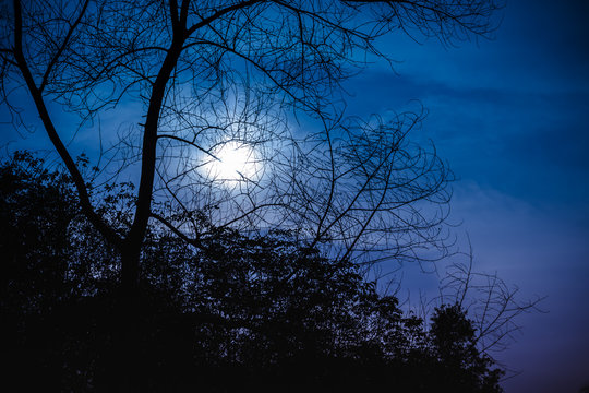 Silhouette of dry tree against night sky with beautiful moonlight. Outdoor.