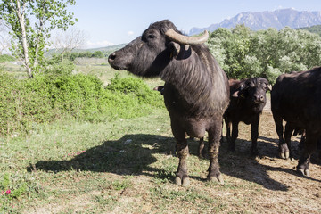 Naklejka na ściany i meble Buffalo grazing in a field. Campania, Italy, Europe
