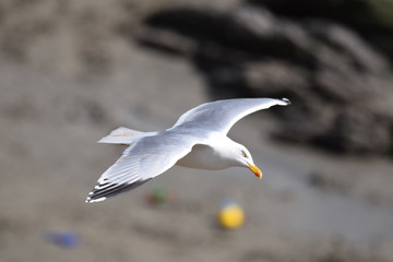 Seagull scans the beach for food