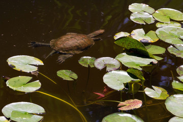 Mauremys leprosa ou l'&Eacute;myde l&eacute;preuse, tortue brune dans un &eacute;tang.