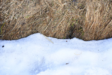 Melting snow on old grass close up - between winter and spring concept background