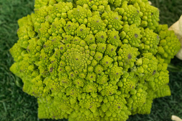 Romanesco