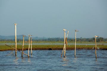  The bird is standing on a wooden branch