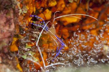 Unterwasser - Riff - Garnele - Anemone - Taucher - Tauchen - Curacao - Karibik