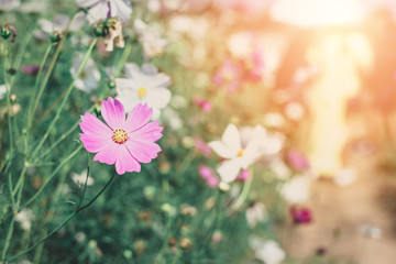 Pink Cosmos Flowers in Spring Fields with Sunlight Nature Background
