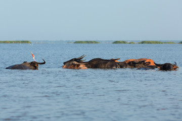 Fototapeta premium Buffalo playing in the lake