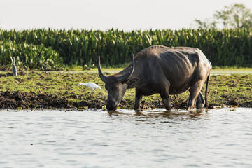 Obraz premium Thirsty buffalo on the lake