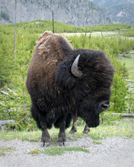 bison head © Aaron