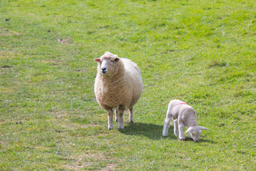 Lamb feeding from its mother in a meadow in England farm