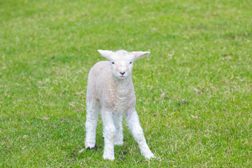 Fototapeta premium Small cute lamb gambolling in a meadow in England farm
